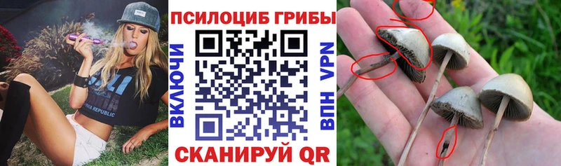 Купить Бологое Псилоцибиновые грибы GOLDEN TEACHER